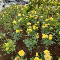 خدمات کلیه باغبانی باغچه کاری گلکاری کاشت گل وگیا|خدمات باغبانی و درختکاری|شهریار, شهرک شاهد|دیوار