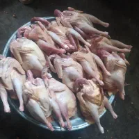 مرغ و خروس و بوقلمون محلی|خوردنی و آشامیدنی|رشت, بازار|دیوار