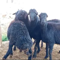 قوچ قره قزل