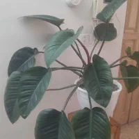 گل زیبا