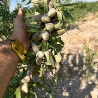 توزیع نهال بادام شاهرودی سنگی