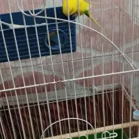 طوطی کوتوله یک عددویک جفت مرغ عشق با تخم|پرنده|شوش, |دیوار