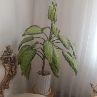 گل دیفن باخیا