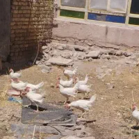 خروس