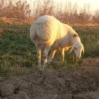 دوراس بره قوچی چینی|حیوانات مزرعه|زیرکوه, |دیوار