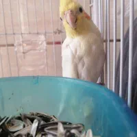 عروس هلندی