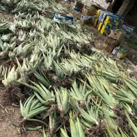 فروش آلوئه ورا|گل و گیاه طبیعی|لامرد, |دیوار