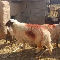 میش. سنجابی با بز بزغاله بزرگ