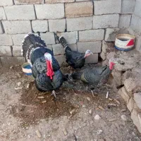 بوقلمون|حیوانات مزرعه|بیرجند, |دیوار