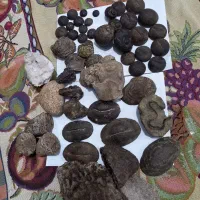 فروش کلی تعدادی سنگ و فسیل