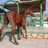 مادیان3 سال