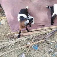 کری رشتی چاخ