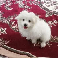 توله 4 ماهه اشپیتز پامر