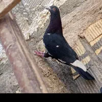 سلام دوستان عشق باز ده تا کبوتر بی عیب و نقص