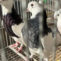 کبوتر طوقی.زاغ.کاشونی|پرنده|بروجن, |دیوار