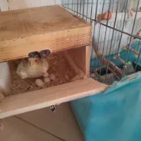 عروس هلندی نر و ماده تخم گذار|پرنده|همدان, |دیوار