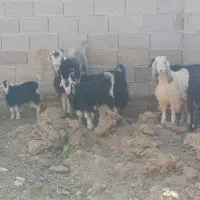 بره وکهره علف خوار|حیوانات مزرعه|شیراز, وزیرآباد|دیوار