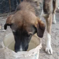 سگ سرابی اصیل|سگ|سنندج, |دیوار