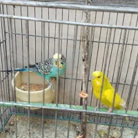 یک جفت مرغ عشق نر بالغ