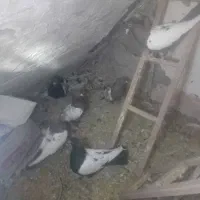 کبوتر ۷ ماه