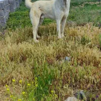 سگ خراسانی