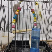 عروس هلندی|پرنده|پاکدشت, پاکدشت (مامازند)|دیوار