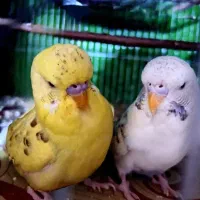 مرغ عشق انگلیسی