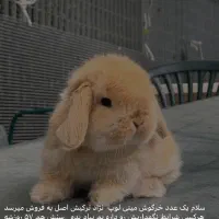 خرگوش مینی لوپ