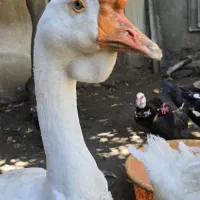 غاز|حیوانات مزرعه|نوشهر, |دیوار