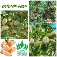 فروش نهال بادام فرانیس پوست کاغذی