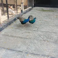 طاووس نر هندی ۱۸ ماهه|پرنده|رودهن, |دیوار