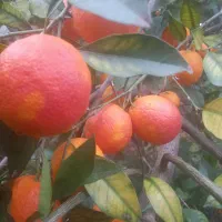 پرتقال خونی|خوردنی و آشامیدنی|نوشهر, |دیوار