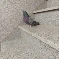 کفتر سبز نر