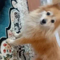 پامر معاوضه با موتور و لب تاپ تو ضیحات|سگ|پاکدشت, حصار امیر|دیوار