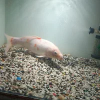 ماهی کوی مولد نر|ماهی|کرج, فاز ۳ گوهردشت|دیوار