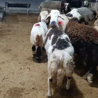 بره قوچ پلنگی  لخت پوست گاوی