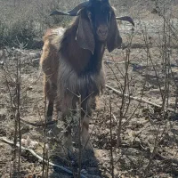 بز‌نر‌دامازدخ|حیوانات مزرعه|اصلاندوز, |دیوار