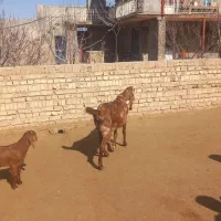 بز گوش بلند|حیوانات مزرعه|قزوین, |دیوار