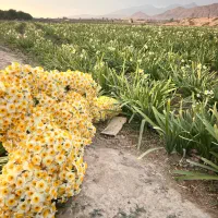 گل نرگس ممتاز