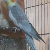 عروس هلندی.طوطی برزیلی.مرغ عشق|پرنده|محلات, |دیوار