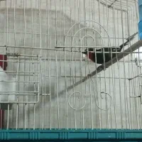 فنج طوطیوار سرقرمز نر