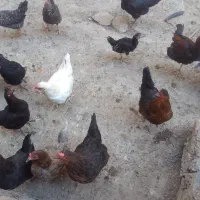 مرغ وباروک محلی|حیوانات مزرعه|مریوان, |دیوار