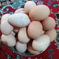 تخم مرغ محلی