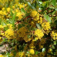 عسل طبیعی عناب و زرشک خراسان جنوبی