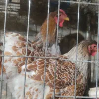 مرغ و خروس ویاندوت و مرغ محلی