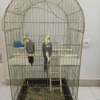 عروس هلندی
