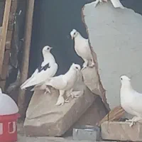 کفتر