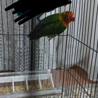 طوطی برزیلی رنگ خاص کمیاب فوق العاده زیبا