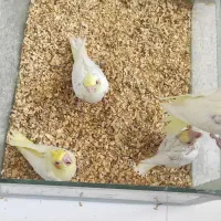فروش تعدادی جوجه عروس سرلاکی