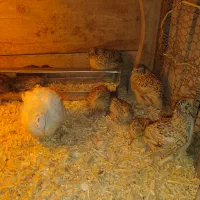 فروش بلدرچین